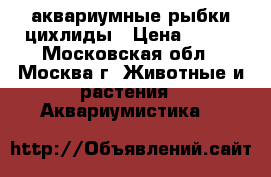 аквариумные рыбки цихлиды › Цена ­ 100 - Московская обл., Москва г. Животные и растения » Аквариумистика   